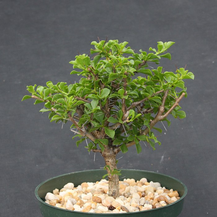 Pereskia portulacifolia, specimen cacti plant cactus 6"