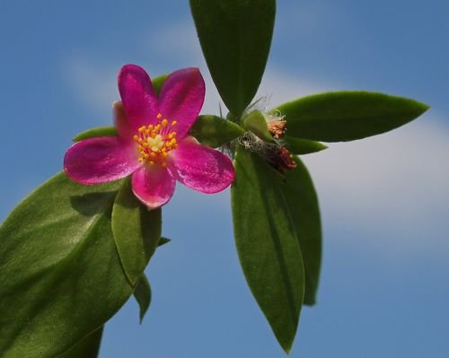 Pereskia diaz romeroana @J@ rare plant cactus caudex 4"