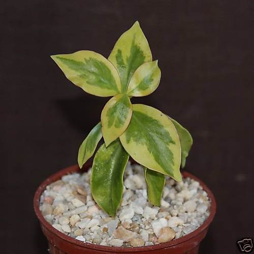 Pereskia aculeata VARIEGATED rare plant cactus 4" pot V
