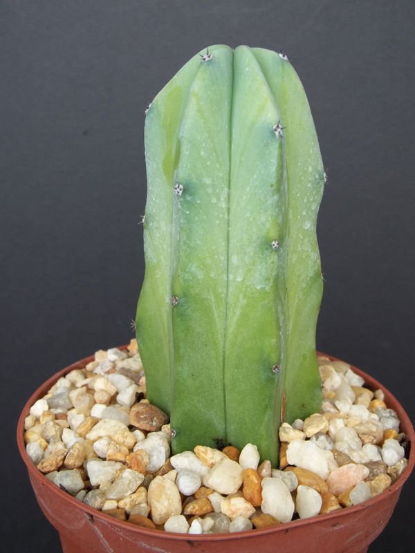 Myrtillocactus geometrizans @ rare cacti cactus plant 4