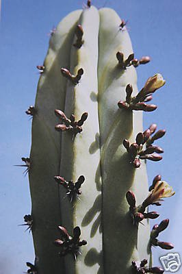 Myrtillocactus geometrizans cacti cactus seed 100 SEEDS
