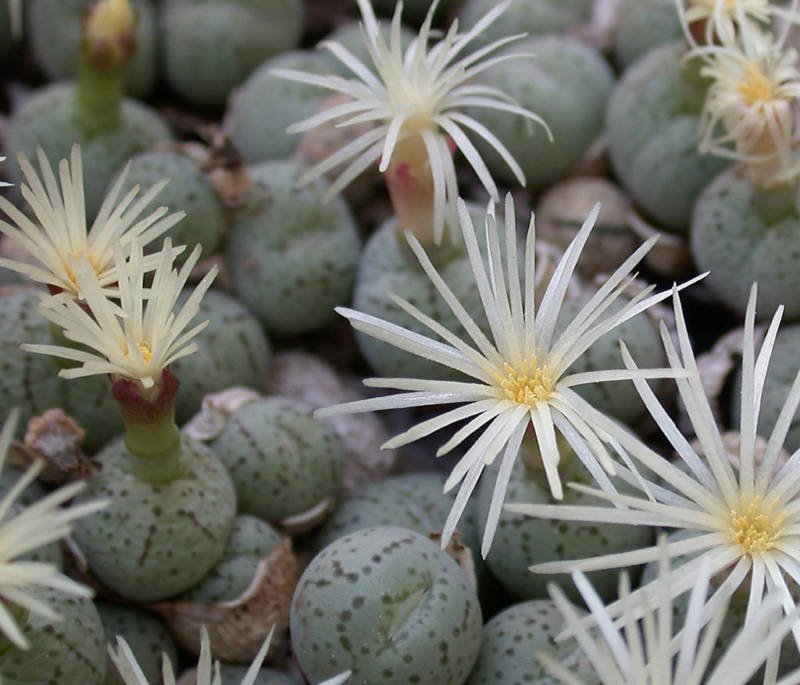 Conophytum karamoepense rare mesemb cacti seed 50 SEEDS