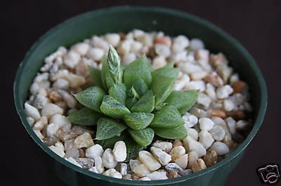 Haworthia turgida, exotic rare succulent plant cacti 4"