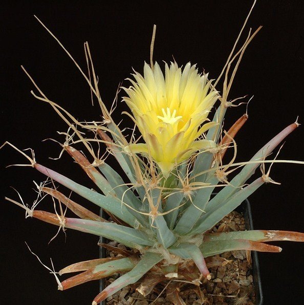 LEUCHTENBERGIA PRINCIPIS rare plant cacti cactus 4" pot