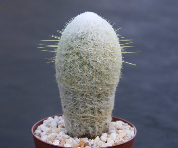 Espostoa melanostele columnar rare cacti cactus plant 4
