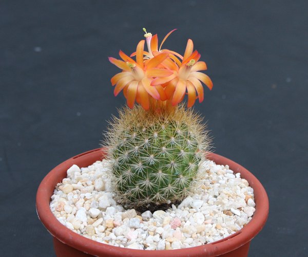 Matucana weberbaueri flammea rare cacti cactus plant 4"