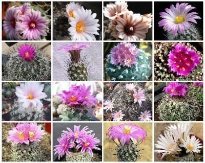 Turbinicarpus MIX cacti rare cactus seed aloe 100 SEEDS