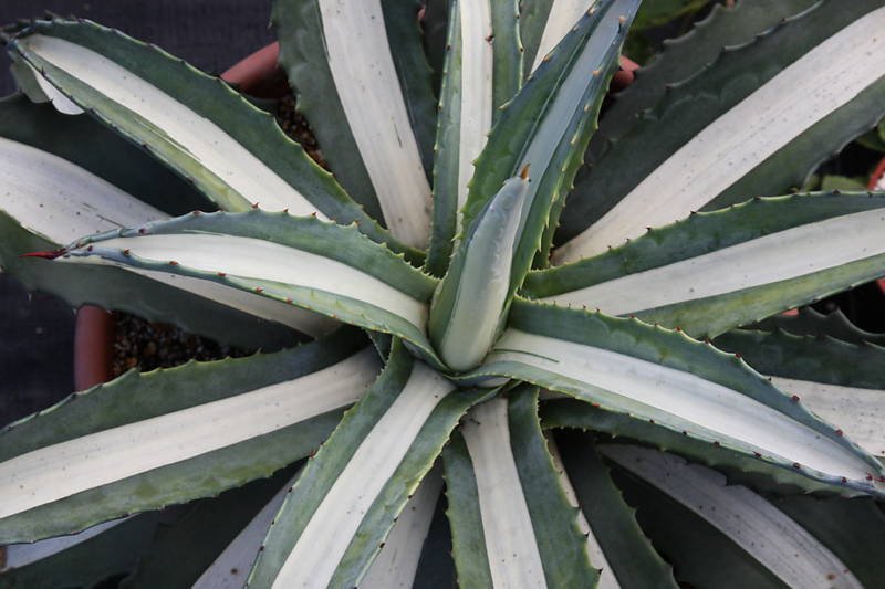 AGAVE AMERICANA MEDIOPICTA ALBA variegated plant aloe 4
