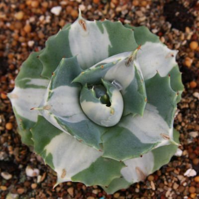 Agave isthmensi variegated @J@ rare succulent plant 4"