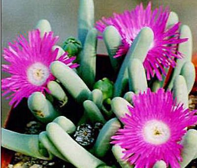 Argyroderma fissum @J@ rare mesem cactus seed 100 SEEDS