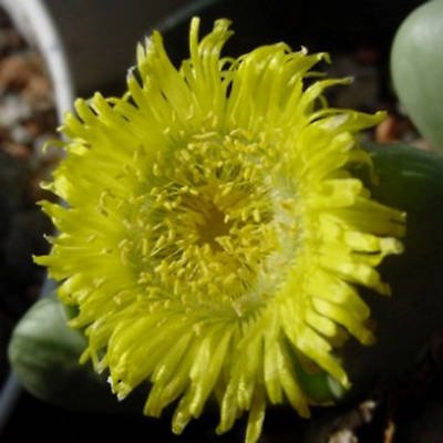Argyroderma patens @J@ rare mesem cactus seed 100 SEEDS