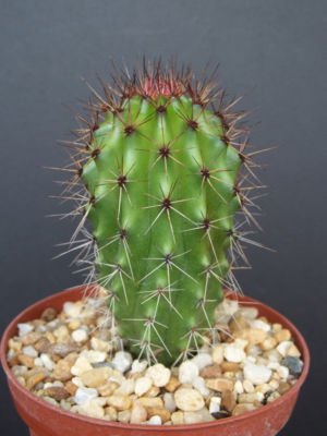 Stenocereus thurberi columnar rare cacti cactus plant 4
