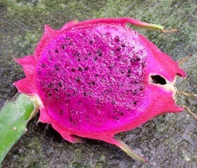 Dragon fruit purple pitaya GOOD exotic seed 500 seeds P