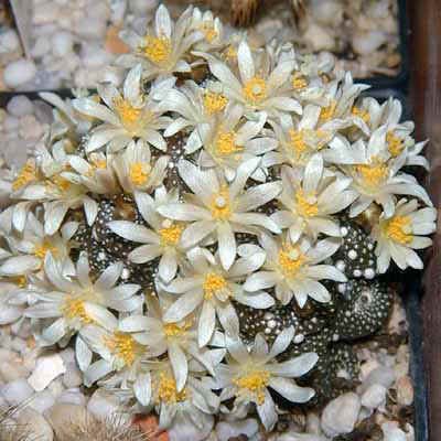 Blossfeldia liliputana, cacti rare cactus seed 50 SEEDS