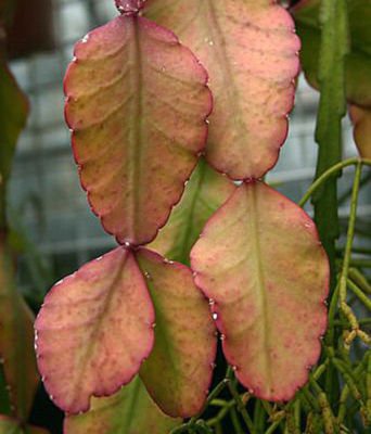 Rhipsalis elliptica @@ exotic rare hanging cactus epiphyllum cacti seed 50 SEEDS