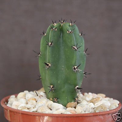 Harrisia jusbertii rare succulent plant cactus cacti 4"