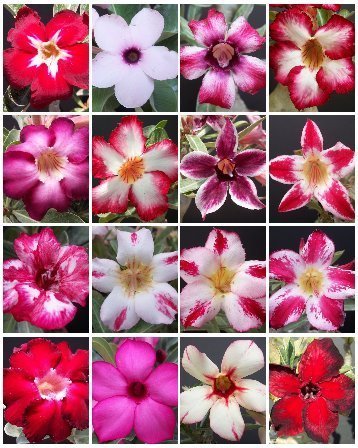 Adenium desert rose bonsai cactus cacti seed 15 seeds M