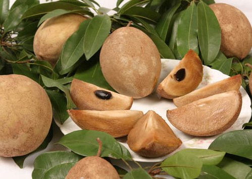 Manilkara sapota, chiku rare exotic sweet fruit good to eat edible seed 20 SEEDS