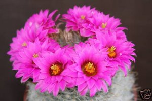 Mammillaria Guelzowiana cacti rare pincushion flower cactus aloe seed 50 SEEDS
