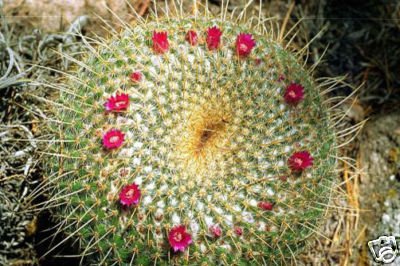 Mammillaria neopotosina @J@ cacti rare cactus 20 SEEDS
