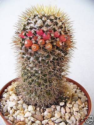 Mammillaria nivosa cacti rare cactus aloe seed 15 SEEDS