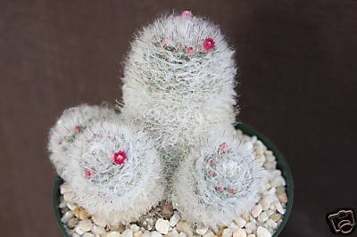 Mammillaria Bocasana roseiflora @@ rare cactus 20 SEEDS