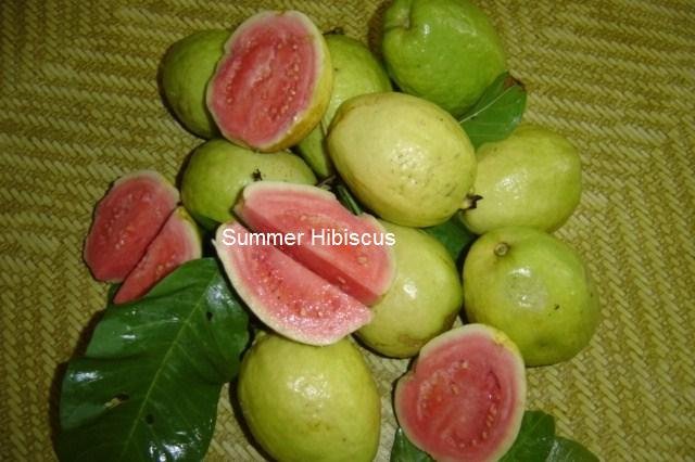 Barbie Pink' Guava Tree - Fun Garden Colors And Tasty Fruit