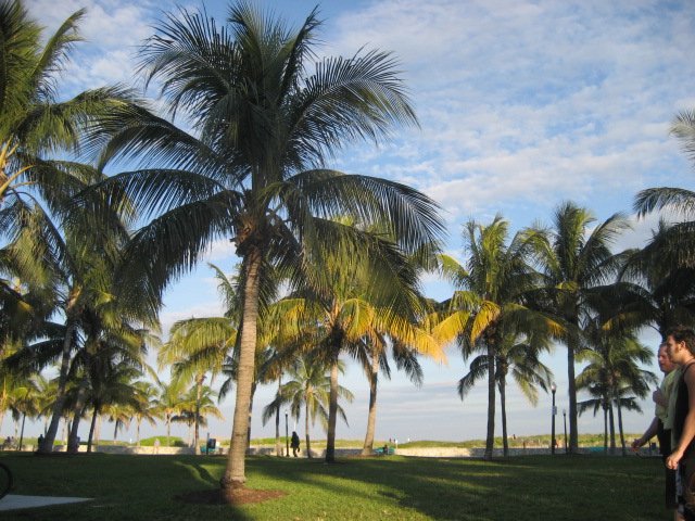 The Palms