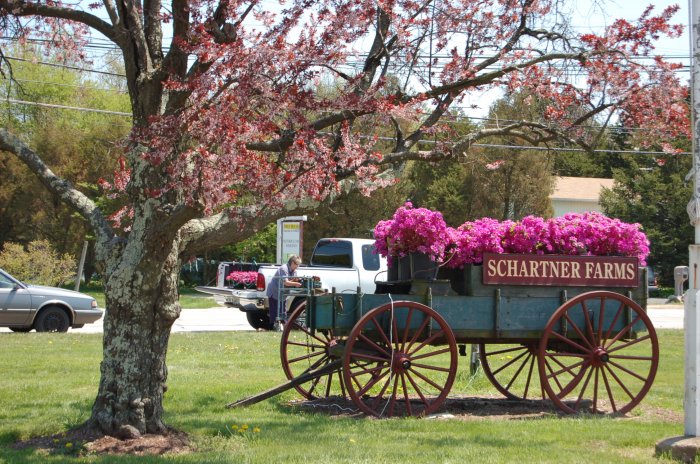 Spring Time