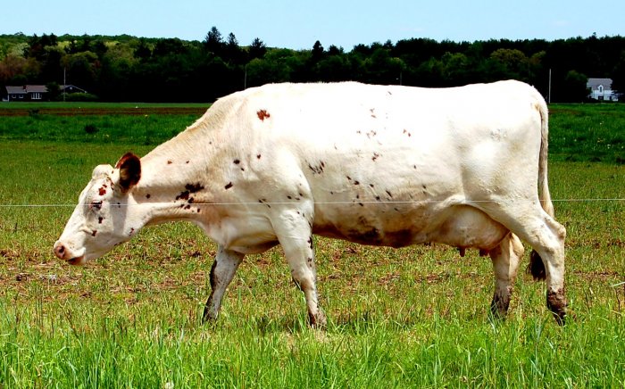 Cow