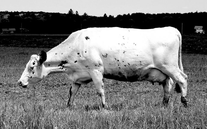 Cow, South Kingstown RI