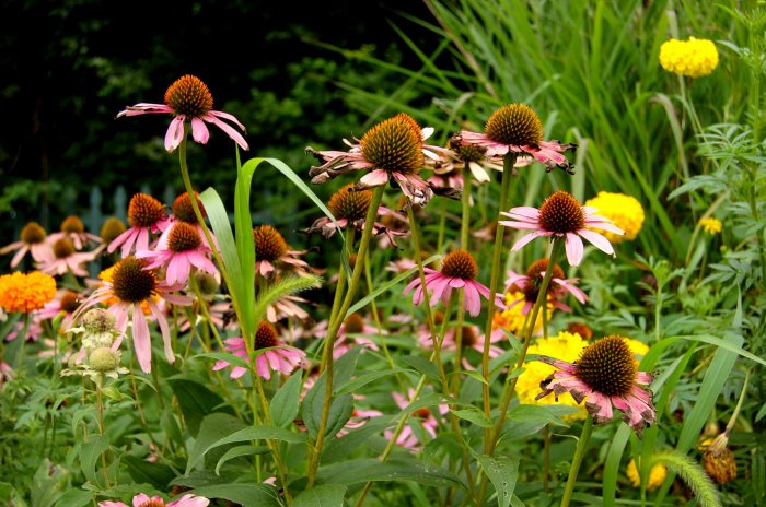 Wild Flowers
