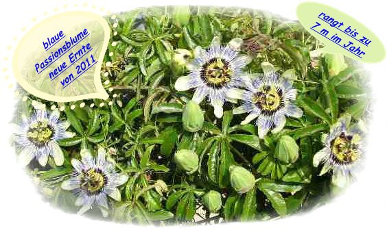 Passiflora caerulea, climber up to 5-7 m, hardy 15 seeds new crop 2011