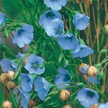 Flax "Linum usitatissimum" in sky blue, more than 500 seeds