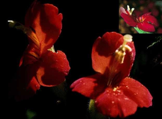 Mimulus "cardinalis" monkey flower ideal for pond edges 20 seeds