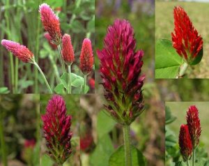 Crimson Clover "Trifolium incarnatum" Snack for all flying insects, more than 500 seeds