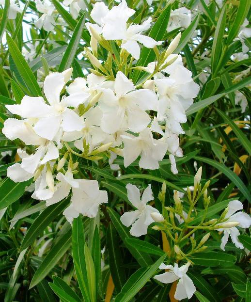 Oleander, snowwhite, and long flowering perennial, 30 seeds