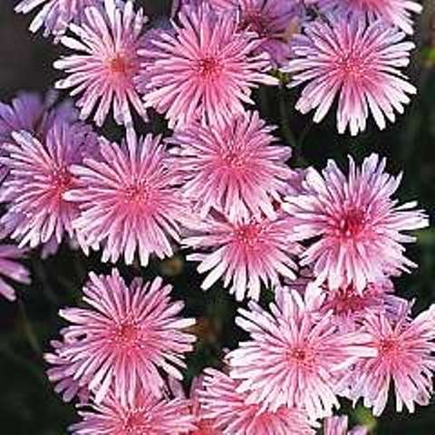 Crepis rubra, "red hawksbeard" long flowering until the autumn, 30 seeds