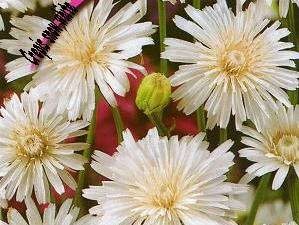 Crepis rubra, "white hawksbeard" long flowering until the autumn, 30 seeds