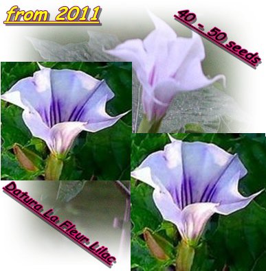 Angels Trumpet "Datura La Fleur Lilac", 40 - 50 seeds