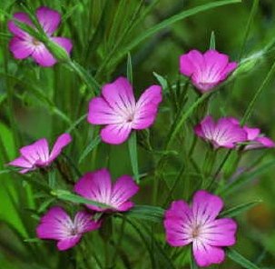 Corncockle "Agrostemma githago" color purple - blue 30 seeds