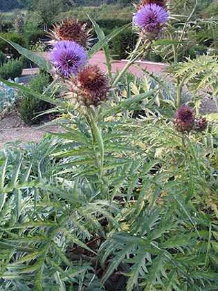 Cardy great flower and a very tasty vegetable, 18 seeds