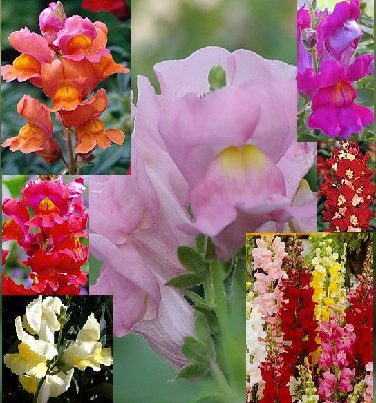 Snapdragon "Antirrhinum" spectacular variety of colors, 200 seeds