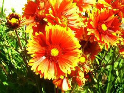 Gaillardia - blanketflower "magic fire" 75 seeds