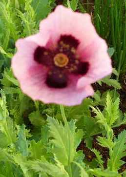 Oriental poppy, coral with dark eye, about 100 seeds