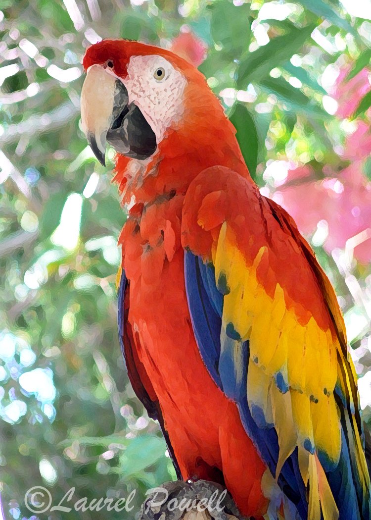 Macaw ACEO