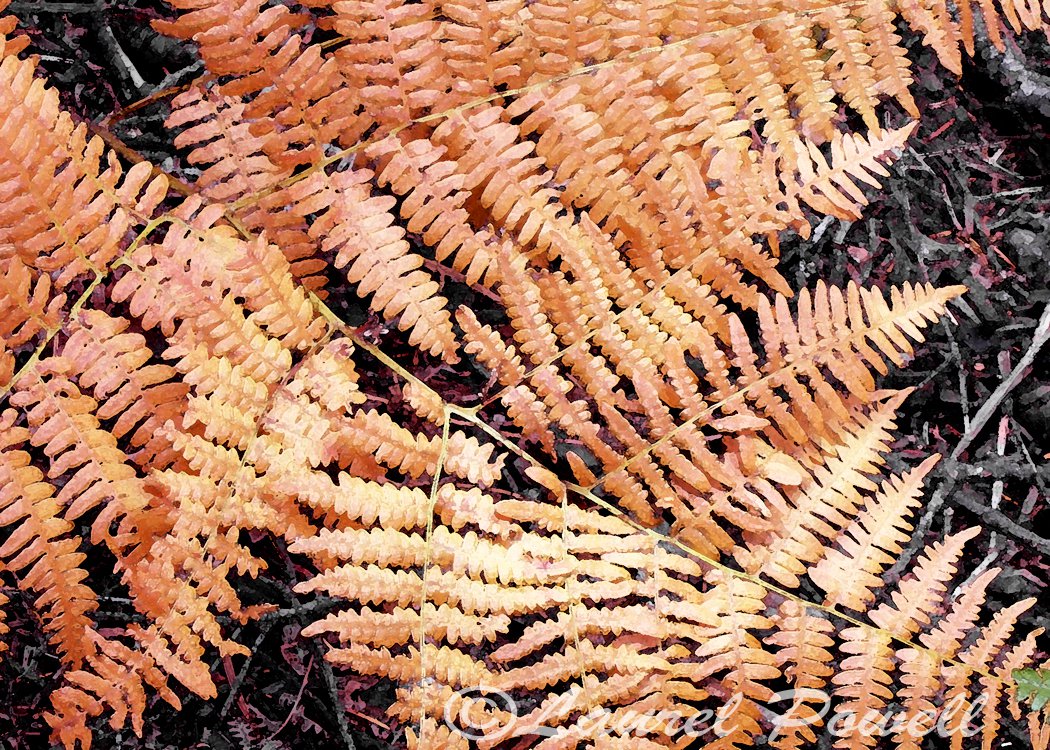 Golden Fern ACEO