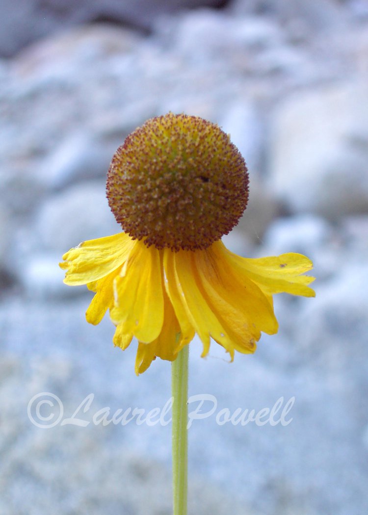 ACEO Yellow Coneflower