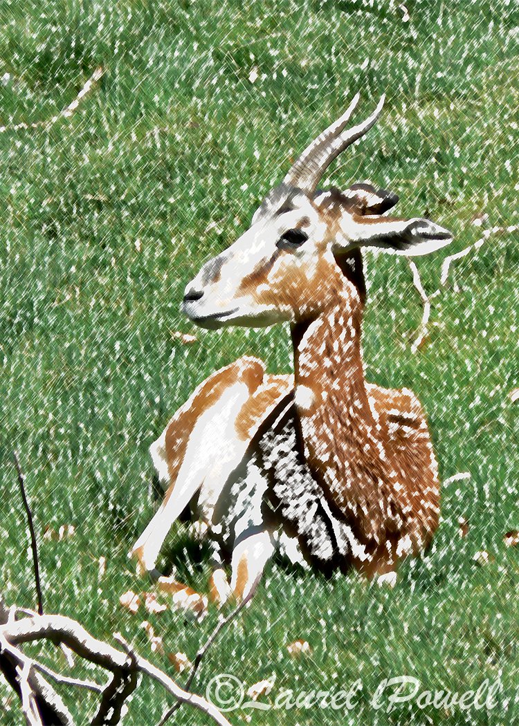 Gazelle