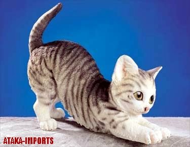 MIXED CAT FIGURINE-STATUE (5265)